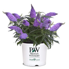 Proven Winner Pugster Amethyst front view showing compact habit and vibrant color