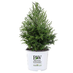 Proven Winners Cedar Rapids front view showing pyramidal form and vibrant lime-green color for screening