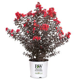 Proven Winners Center Stage Red front view showing compact habit and striking contrast