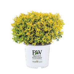 Proven Winners Glow Pop holly front view showing compact lime-green form benefit curb appeal
