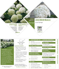Proven Winners detail of strong Incrediball stems demonstrating sturdy support benefit