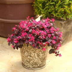 Proven Winners Jazz Hands foliage texture showing purple-cranberry leaf contrast