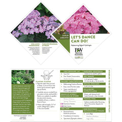 Proven Winners Let’s Dance Can Do in a decorative container showing suitability for patio and deck planting