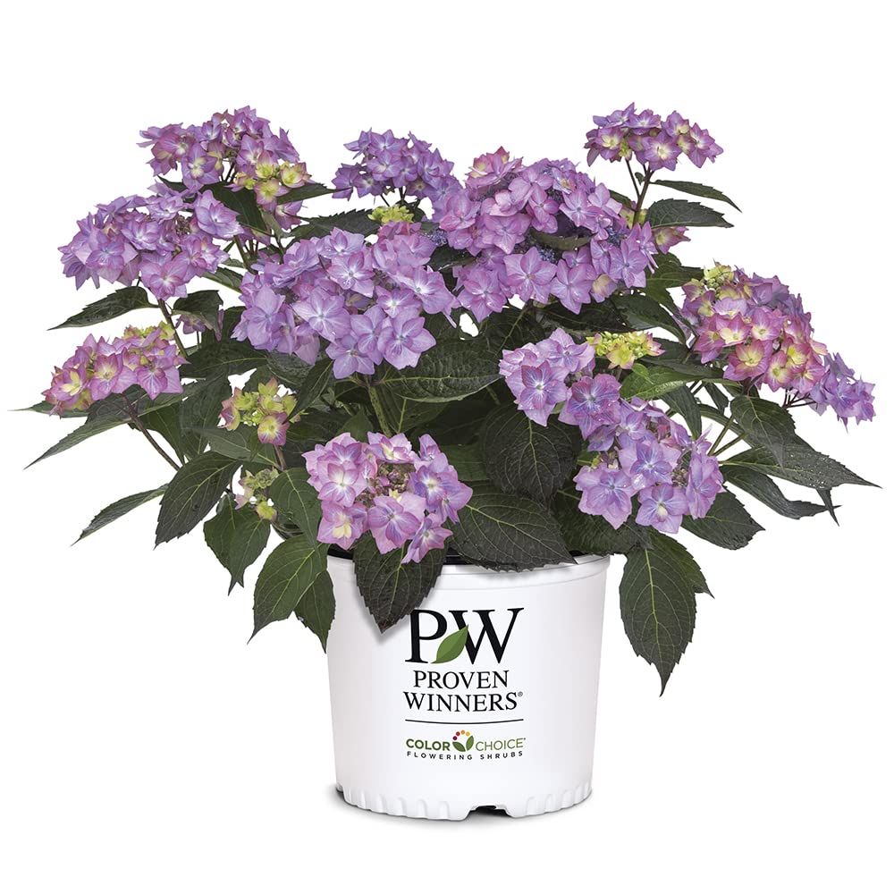 Proven Winners Let’s Dance Can Do front view showing compact shrub and abundant blooms for easy placement