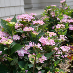 Proven Winners Let’s Dance Can Do lacecap bloom closeup highlighting delicate florets and ornamental appeal