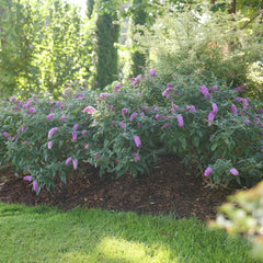 Proven Winners Pugster Pinker close-up of full-sized pink flower cluster and fragrance