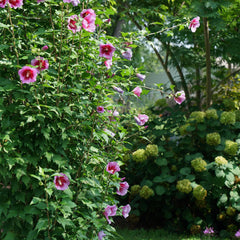 Proven Winners Purple Pillar tall columnar form demonstrating space-saving vertical growth