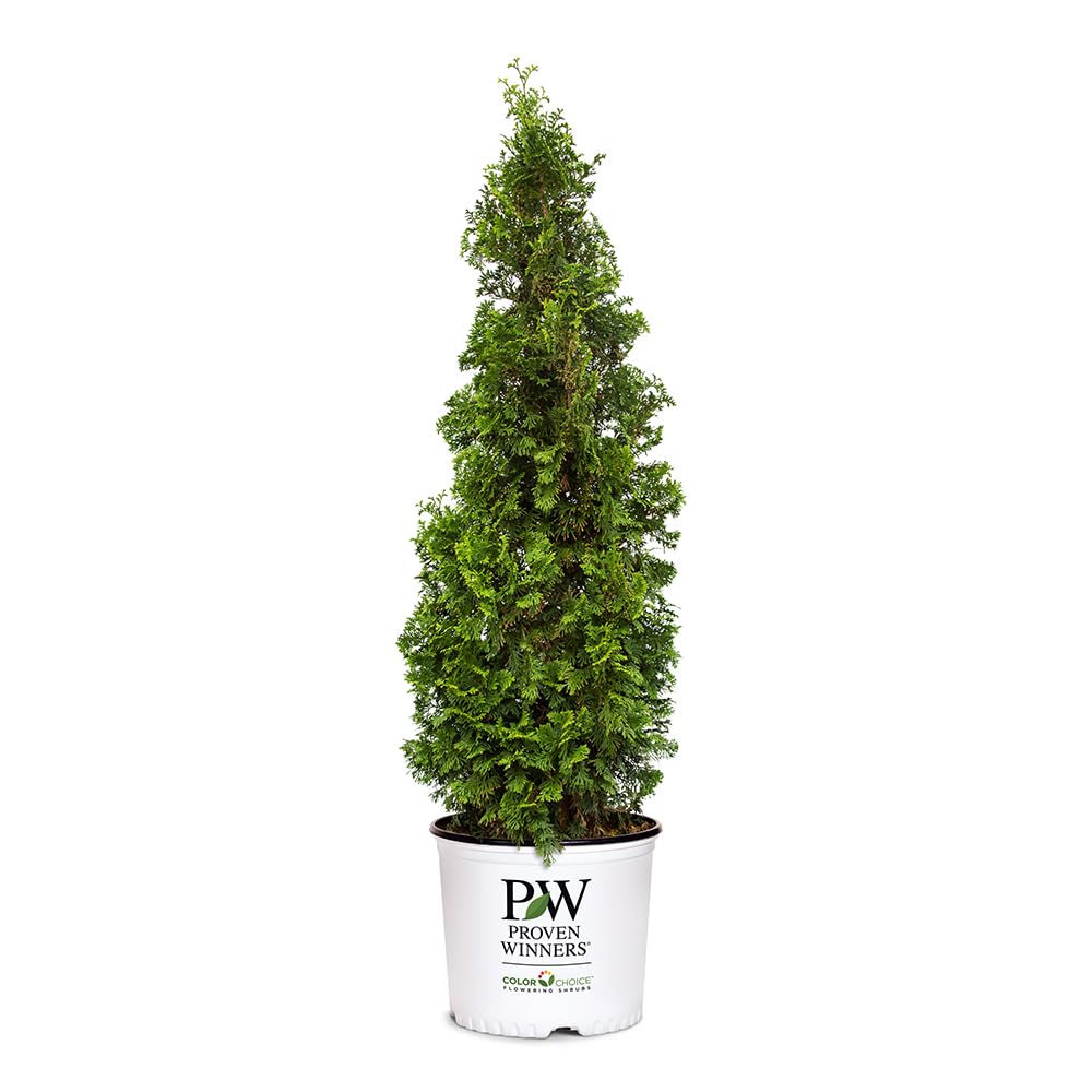Proven Winners Sting arborvitae front view showing narrow column and evergreen benefit