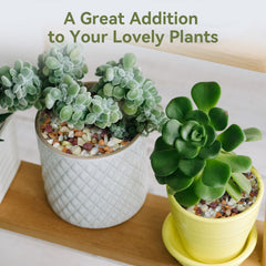 Pulovin top dressing on succulent plant giving a neat, protective surface layer