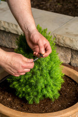 Rain Bird close-up of 0.5, 1.0 and 2.0 GPH emitters, precise flow options