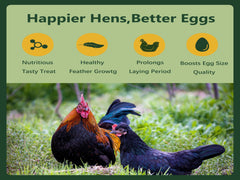 Rexilon chickens eating larvae from dish demonstrating quick acceptance and enrichment