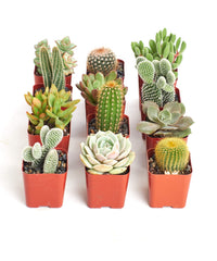 Shop Succulents close-up of succulent leaf texture highlighting healthy foliage