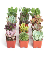 Shop Succulents front-of-packaging showing gift-ready presentation and secure shipping