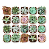 Shop Succulents front view of coastal collection showing varied ocean hues benefits calming decor