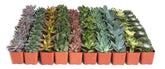 Shop Succulents front packaging showing 32 potted minis and gift-ready presentation