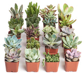 Shop Succulents front packaging showing 20 plants and gift-ready presentation
