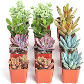Shop Succulents front view of 12 assorted mini succulents in grow pots showing variety and ready-to-gift