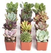 Shop Succulents front view of twelve 2-inch potted succulents, instant color boost
