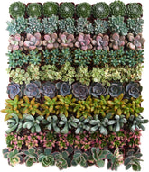 Shop Succulents front view of assorted pack ready to display and gift