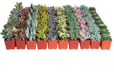 Shop Succulents front packaging showing 32 pastel potted succulents and gifting appeal