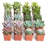 Shop Succulents retail packaging showing 20 potted succulents, protects plants