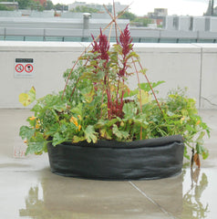 SMART POT planted with lettuce and herbs showing productive use of 13.5 square feet