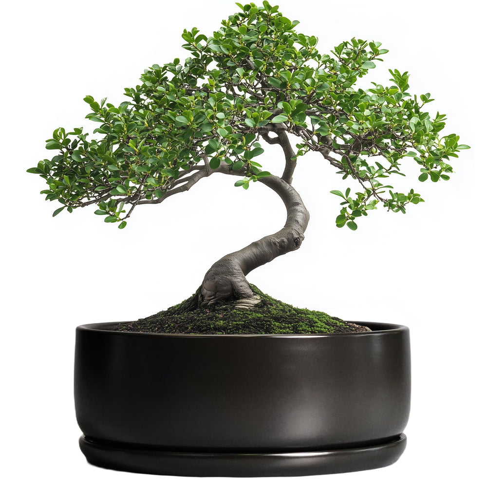 SQOWL bonsai pot front view showing modern black finish and stable rim benefit decor