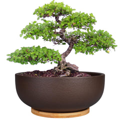 SQOWL front view of 10-inch terracotta planter showing warm neutral tone and wide rim