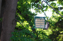 St. Albans Bay Suet Plus in feeder with visiting songbirds attracting wildlife