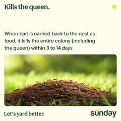 SUNDAY granules poured around an ant mound demonstrating simple application