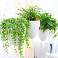 Sungmor front view of three eggshell planters showing modern design and decor benefit