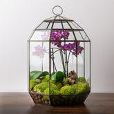 SuperMoss front view of glass terrarium showing clear panels and metal frame, elevates decor