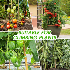 Taoskai trellis installed in a pot supporting cucumber vines demonstrating space-saving support