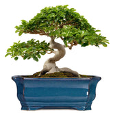 Teagas retro blue front view showing elegant rectangular planter and curb appeal