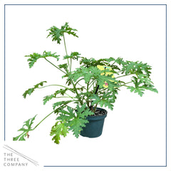 The Three Company citronella plant displayed in a hanging basket offering fragrant patio atmosphere