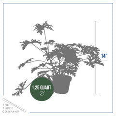 The Three Company citronella plant next to a hand for scale illustrating 12 inch height and pot size