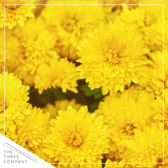 The Three Company close-up of chrysanthemum petals highlighting vibrant color and flower texture