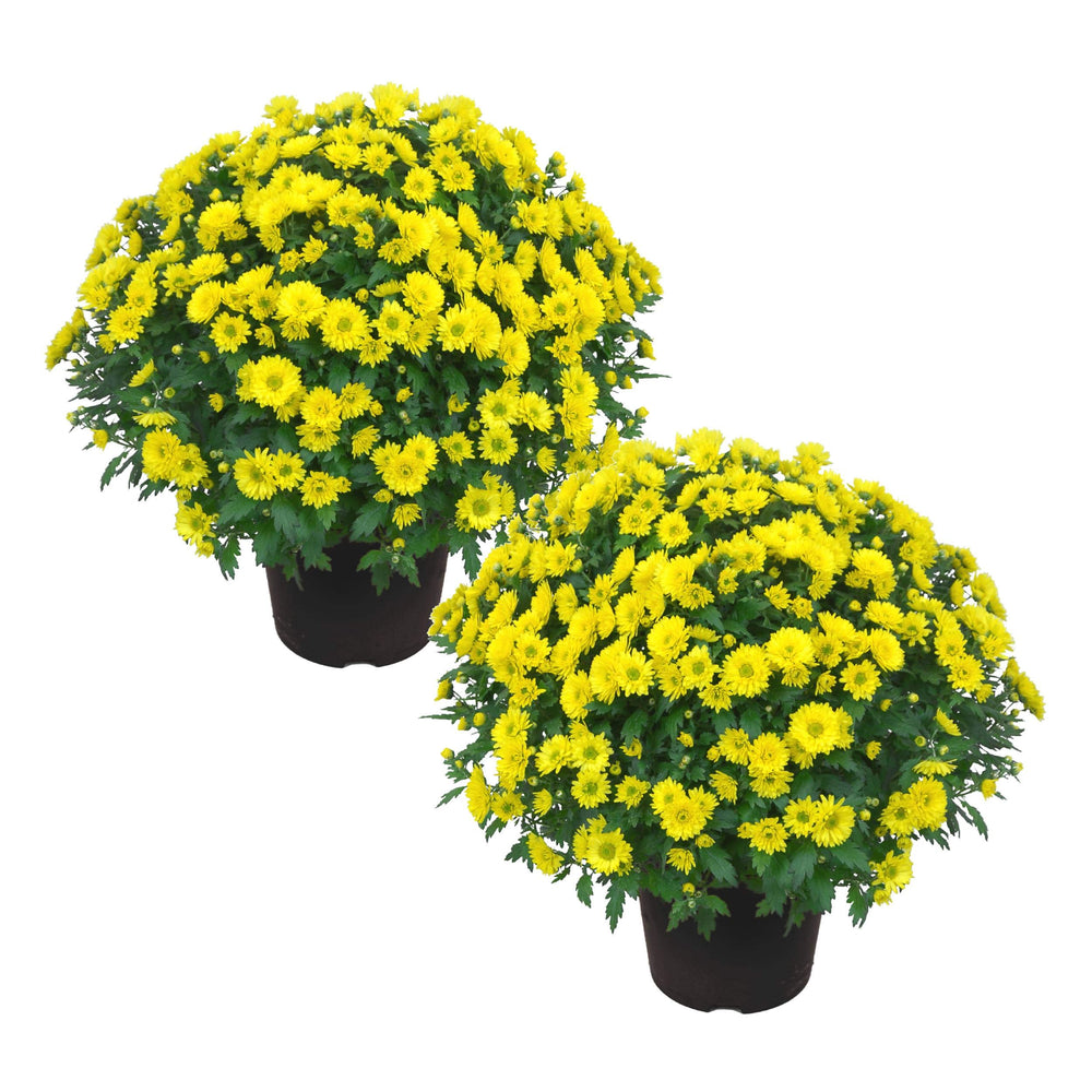 The Three Company front view of yellow mums showing bright fall blooms and instant curb appeal