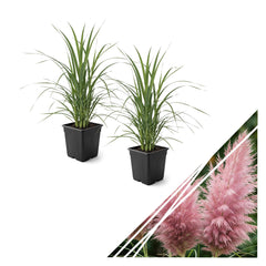 The Three Company pink pampas grass front view showing healthy foliage and shape for quick planting