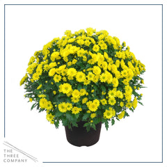 The Three Company side profile of two 3-qt pots displaying full rounded plant habit
