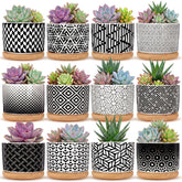 Threehoney front view of 12-pack showing neat boxed set and modern style