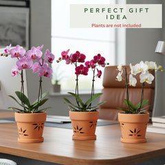 Thriving Thicket ceramic pot in use with phalaenopsis showing healthy display and support