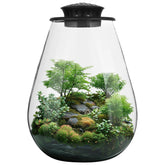 Tideme front view glass terrarium showing plants and clear design benefit visibility