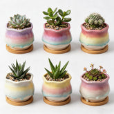 Togestar front view six pack showing colorful gradient pots for coordinated displays