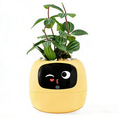 TPHRAVAL front packaging showing yellow planter and key features for quick recognition