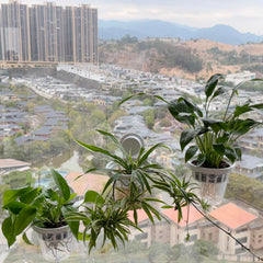 VirgoLeo clear pot showing roots and water level to help monitor plant health easily