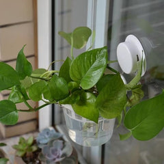 VirgoLeo suction cup close-up showing strong mount for secure window attachment and worry-free hold
