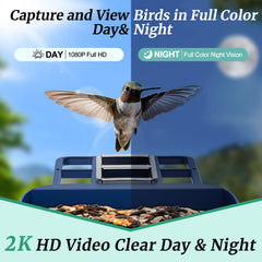 VistaFledge feeder in use with birds, captures live backyard moments
