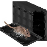 Wanqueen front packaging showing 20-pack and ready-to-use convenience