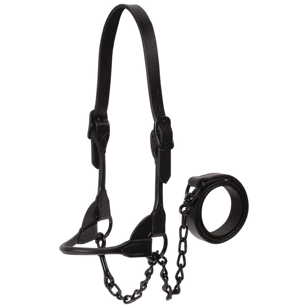 Weaver Livestock front view halter showing sleek black finish and professional look